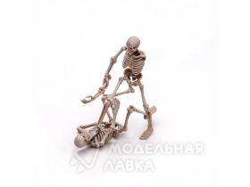 Скелет, размер M
